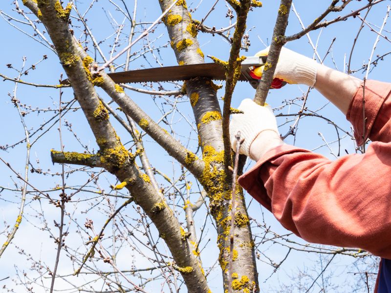 Arborist Tree Service detail
