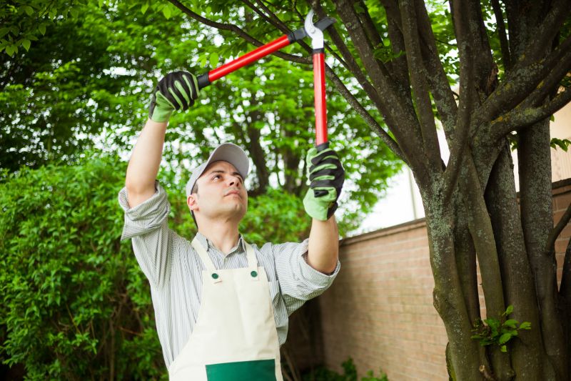 Tree and Shrub Care
