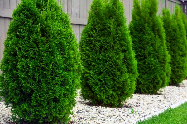 Arborvitae Planting in Hopkins