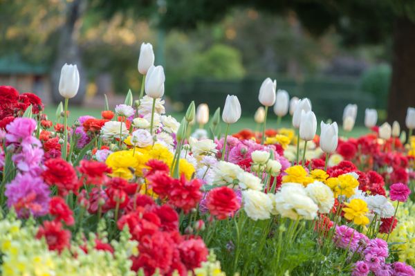 Gardening Service in Hopkins