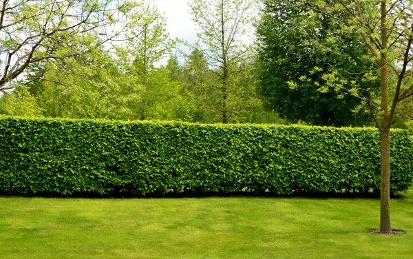 Hedge Planting in Hopkins
