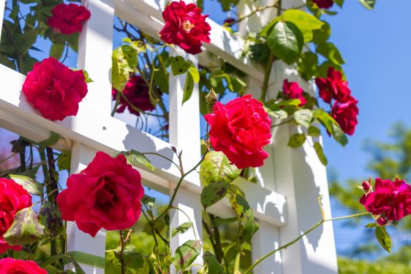 Home Gardening Service in Hopkins