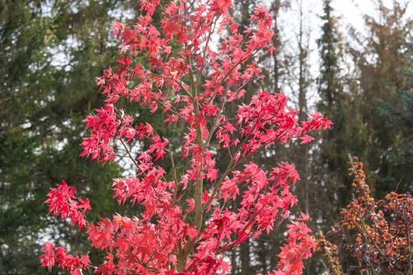 Japanese Maple Planting in Hopkins