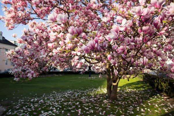 Magnolia Tree Planting in Hopkins