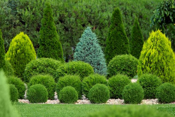 Shrub Replacement in Hopkins