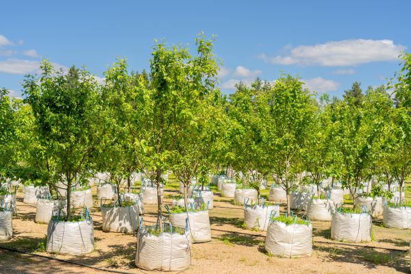 Tree Planting Service in Hopkins