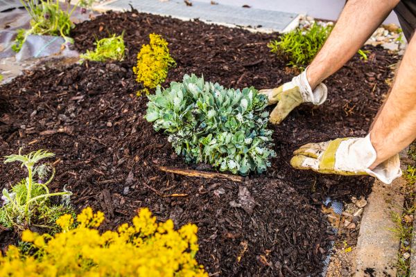 Weeding And Mulching in Hopkins