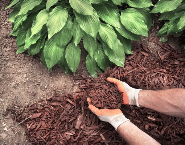 Shredded Mulch Service in Hopkins