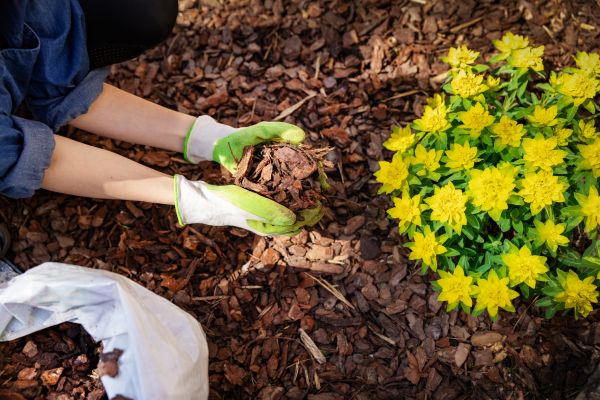 Pine Bark Mulch Installation in Hopkins