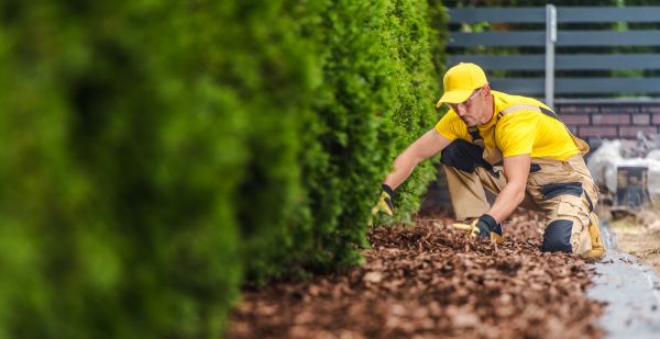 Cypress Mulch Installation in Hopkins