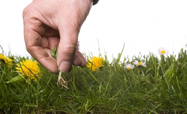 Lawn Weeding in Hopkins
