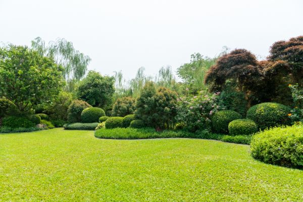 Tree Landscaping in Hopkins