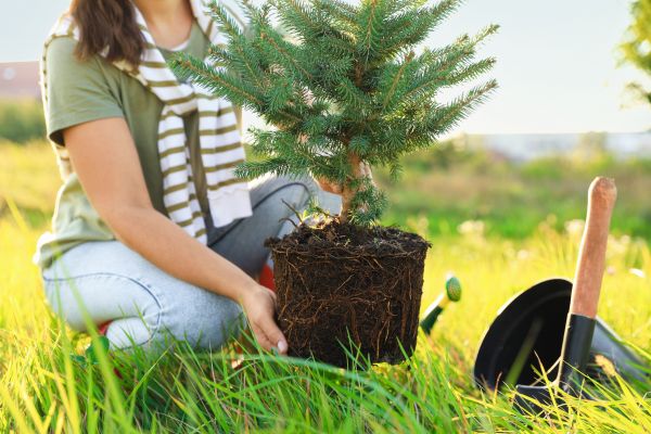 Spruce Tree Planting in Hopkins