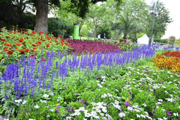 Perennials Planting in Hopkins