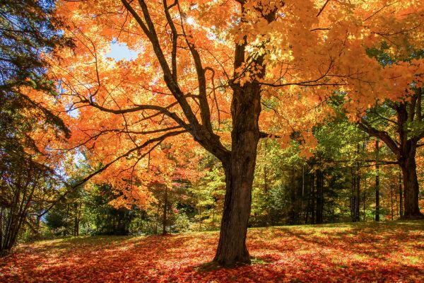 Maple Tree Planting in Hopkins