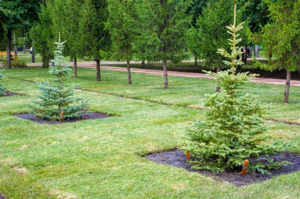 Privacy Trees Planting in Hopkins