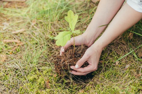 Oak Tree Planting in Hopkins