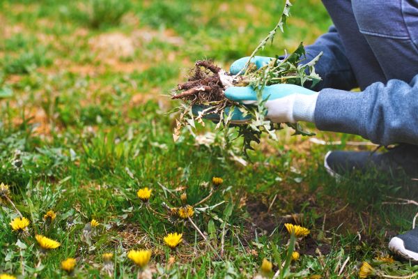 Flower Bed Clearing in Hopkins
