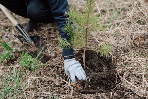 Pine Tree Planting in Hopkins