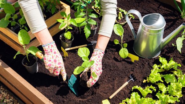 Garden Bed Installation in Hopkins