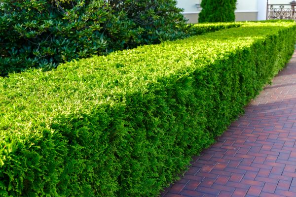 Hedge Installation in Hopkins