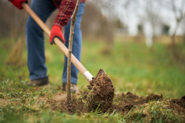 Trees Planting in Hopkins