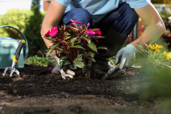 Plant Replacement in Hopkins