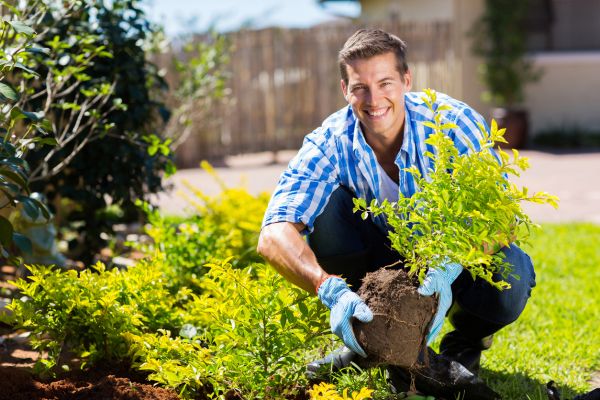 Shrub Landscaping in Hopkins