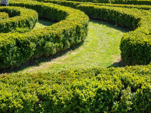 Bush Landscaping in Hopkins