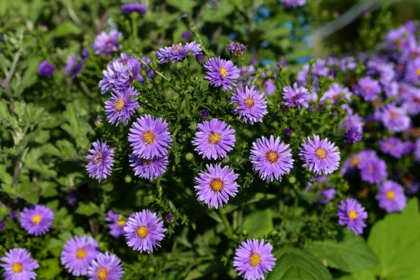 Perennial Flower Planting in Hopkins