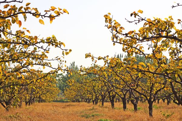 Pear Tree Planting in Hopkins