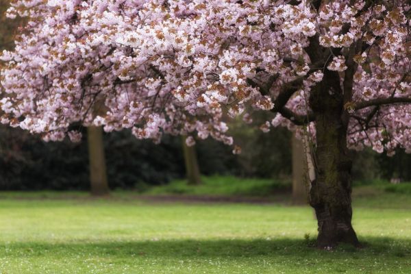 Cherry Tree Planting in Hopkins