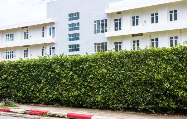 Privacy Landscaping in Hopkins