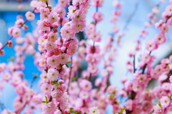 Japanese Cherry Tree Planting in Hopkins