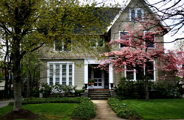 Ornamental Tree Planting in Hopkins