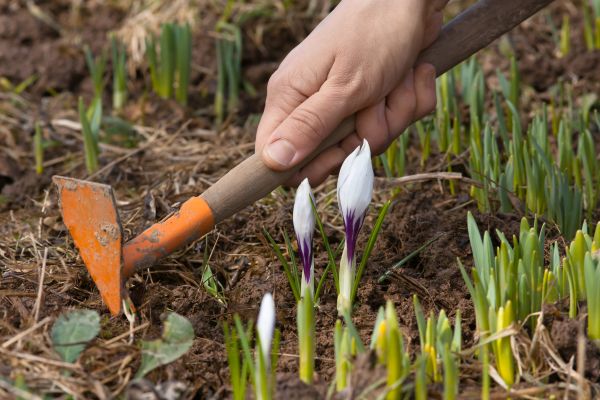 Flower Garden Weeding in Hopkins