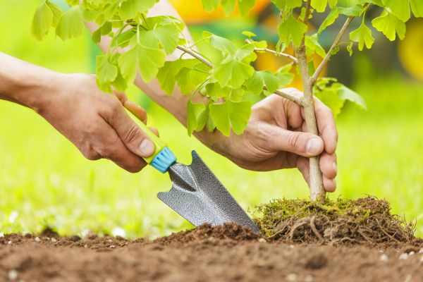 Fruit Tree Planting in Hopkins
