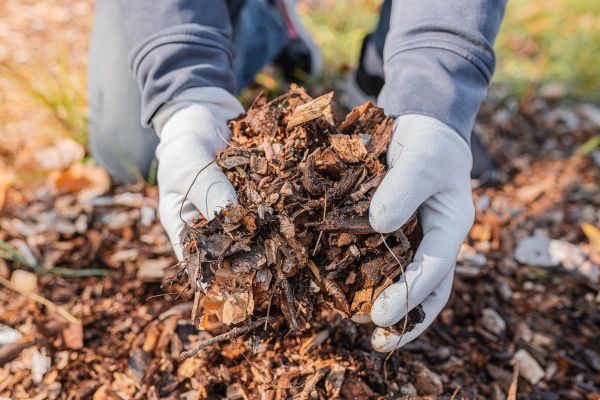 Shredded Mulch Installation in Hopkins