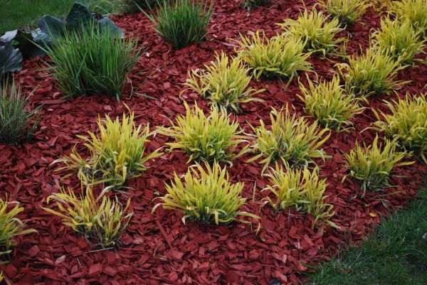 Red Mulch Installation in Hopkins