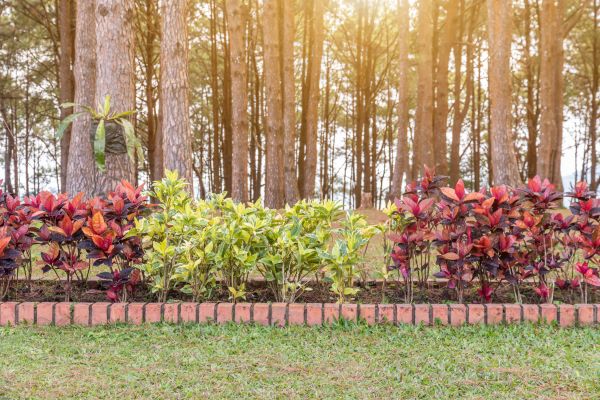 Small Garden Landscaping in Hopkins