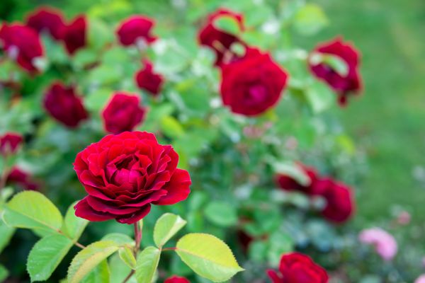 Rose Planting in Hopkins