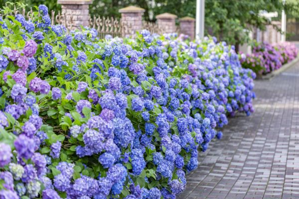 Hydrangea Landscaping in Hopkins