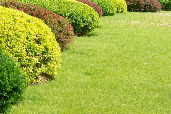 Shrubbery Planting in Hopkins