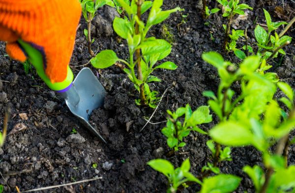 Hydrangea Planting in Hopkins