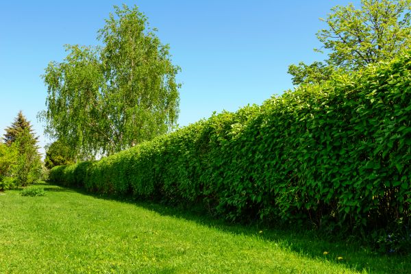 Hedge Replacement in Hopkins