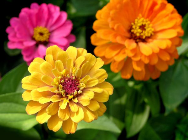Zinnia Planting in Hopkins