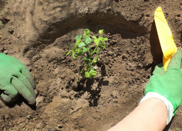 Rose Bush Planting in Hopkins