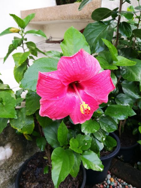 Hibiscus Planting in Hopkins