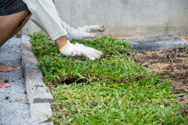 Ground Cover Planting in Hopkins