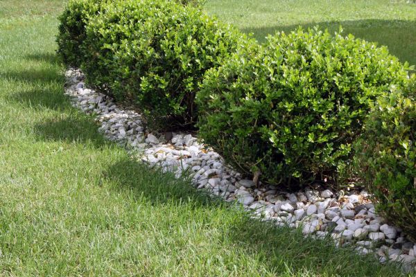 Boxwood Planting in Hopkins